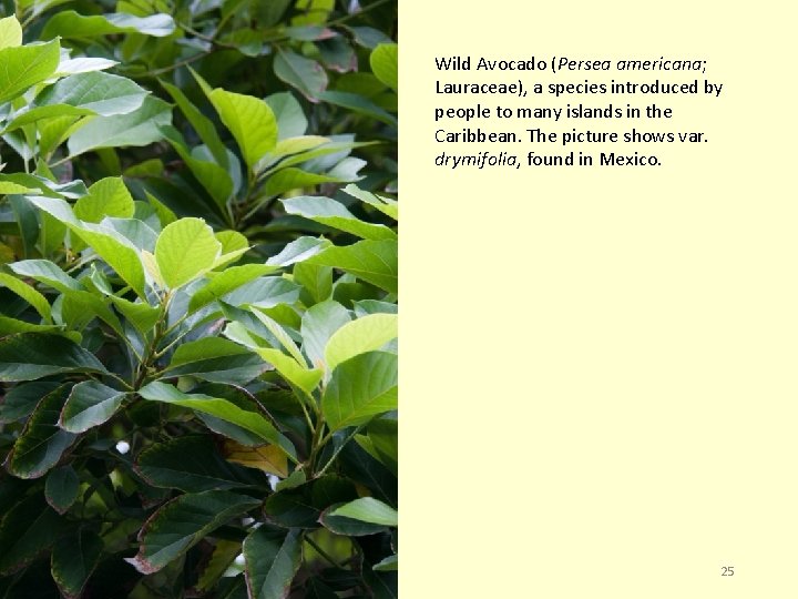 Wild Avocado (Persea americana; Lauraceae), a species introduced by people to many islands in