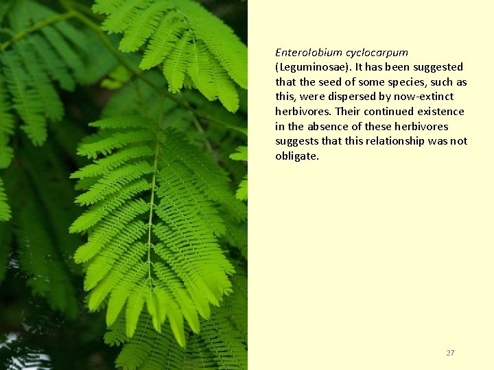 Enterolobium cyclocarpum (Leguminosae). It has been suggested that the seed of some species, such