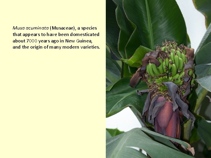 Musa acuminata (Musaceae), a species that appears to have been domesticated about 7000 years