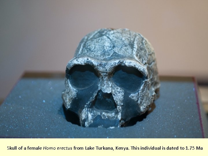 Skull of a female Homo erectus from Lake Turkana, Kenya. This individual is dated