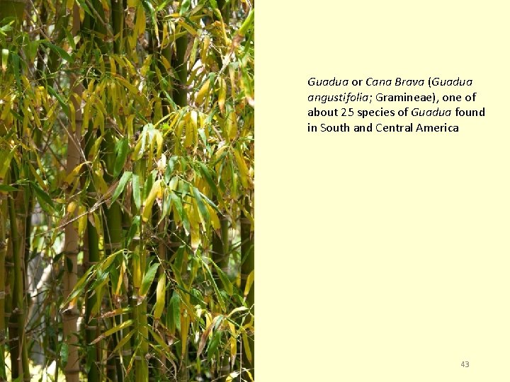 Guadua or Cana Brava (Guadua angustifolia; Gramineae), one of about 25 species of Guadua