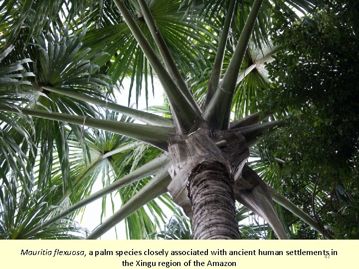 Mauritia flexuosa, a palm species closely associated with ancient human settlements 47 in the