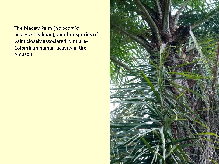 The Macaw Palm (Acrocomia aculeata; Palmae), another species of palm closely associated with pre.