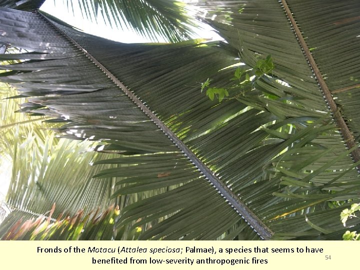 Fronds of the Motacu (Attalea speciosa; Palmae), a species that seems to have 54