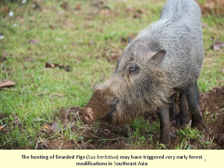 The hunting of Bearded Pigs (Sus barbatus) may have triggered very early forest modifications
