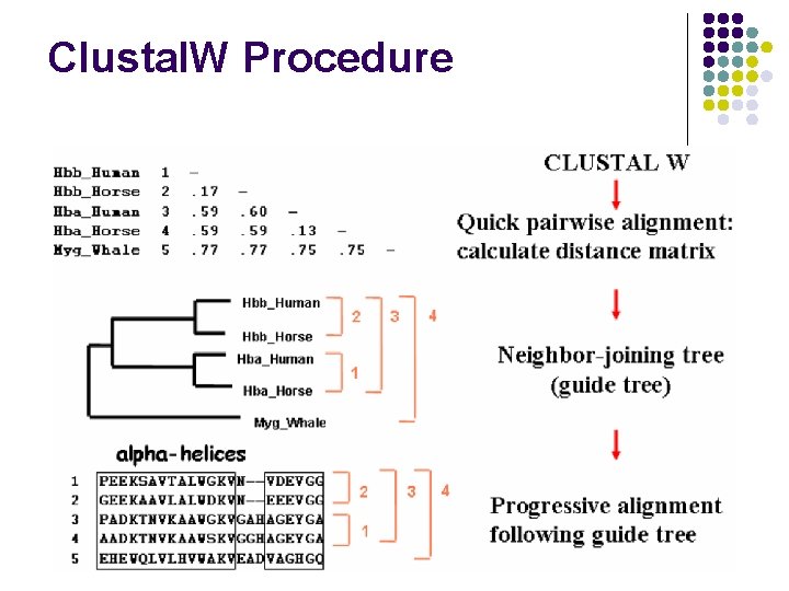 Clustal. W Procedure Clustal. W Procedure