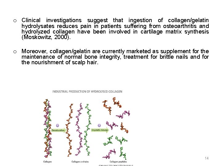 o Clinical investigations suggest that ingestion of collagen/gelatin hydrolysates reduces pain in patients suffering