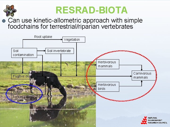 RESRAD-BIOTA ¥ Can use kinetic-allometric approach with simple foodchains for terrestrial/riparian vertebrates Root uptake