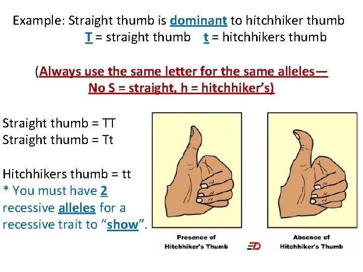Example: Straight thumb is dominant to hitchhiker thumb T = straight thumb t =