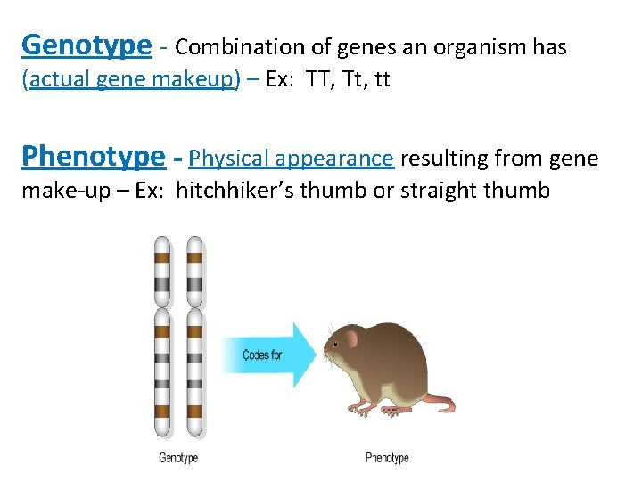 Genotype - Combination of genes an organism has (actual gene makeup) – Ex: TT,
