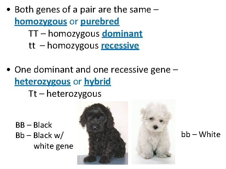  • Both genes of a pair are the same – homozygous or purebred