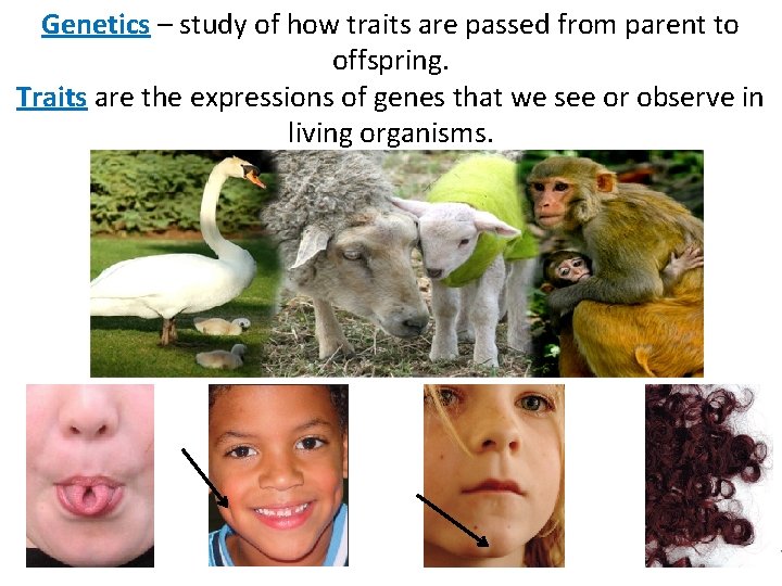 Genetics – study of how traits are passed from parent to offspring. Traits are