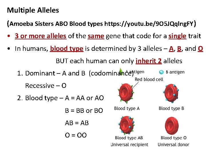 Multiple Alleles (Amoeba Sisters ABO Blood types https: //youtu. be/9 O 5 JQqlng. FY)