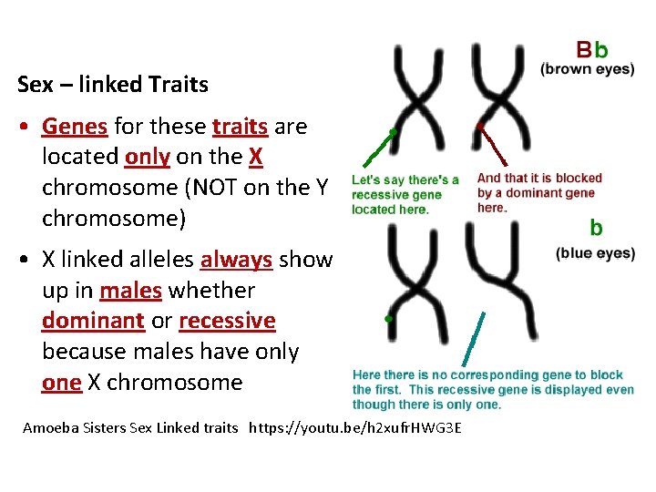 Sex – linked Traits • Genes for these traits are located only on the