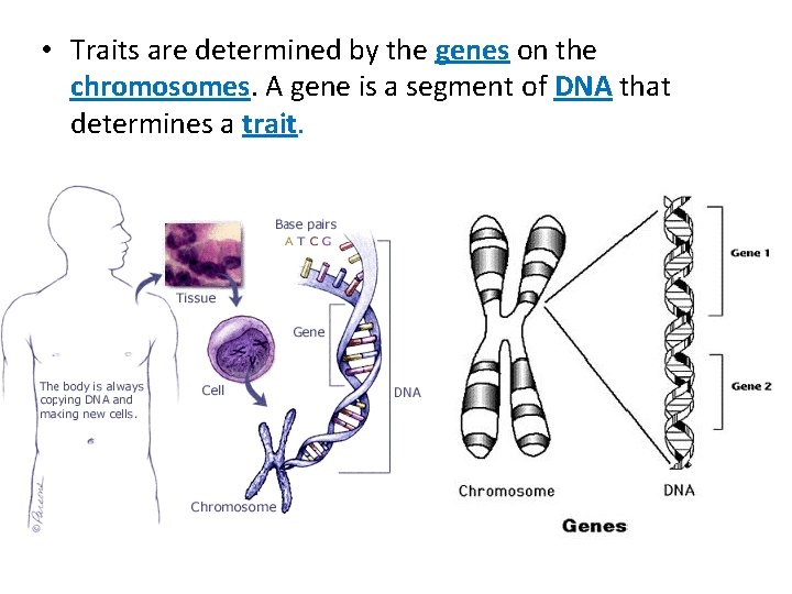  • Traits are determined by the genes on the chromosomes. A gene is
