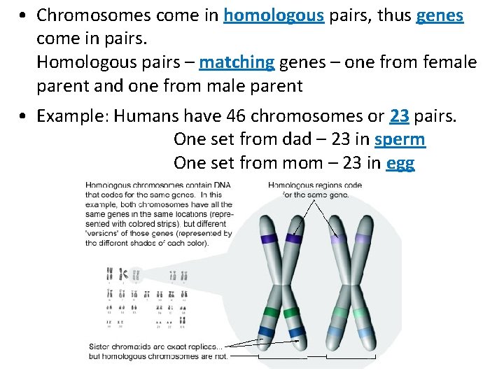  • Chromosomes come in homologous pairs, thus genes come in pairs. Homologous pairs