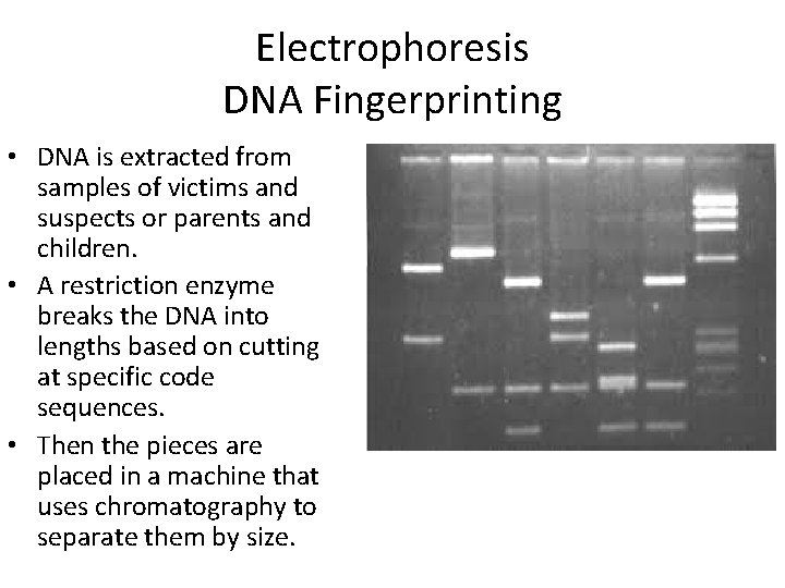 Electrophoresis DNA Fingerprinting • DNA is extracted from samples of victims and suspects or