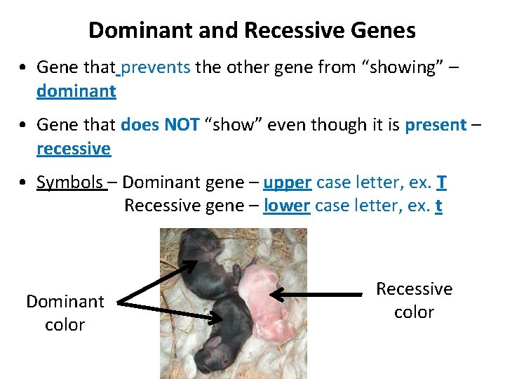 Dominant and Recessive Genes • Gene that prevents the other gene from “showing” –