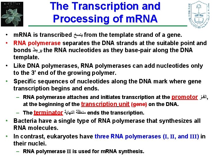 The Transcription and Processing of m. RNA • m. RNA is transcribed ﻳﻨﺴﺦ from