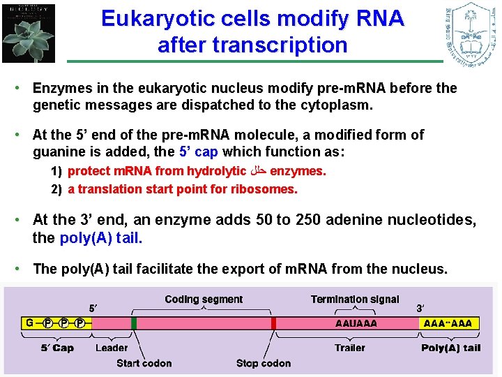 Eukaryotic cells modify RNA after transcription • Enzymes in the eukaryotic nucleus modify pre-m.