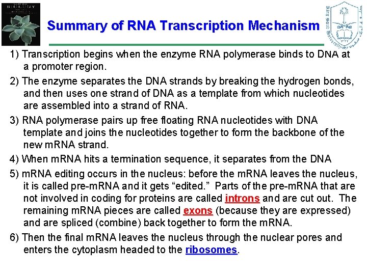 Summary of RNA Transcription Mechanism 1) Transcription begins when the enzyme RNA polymerase binds