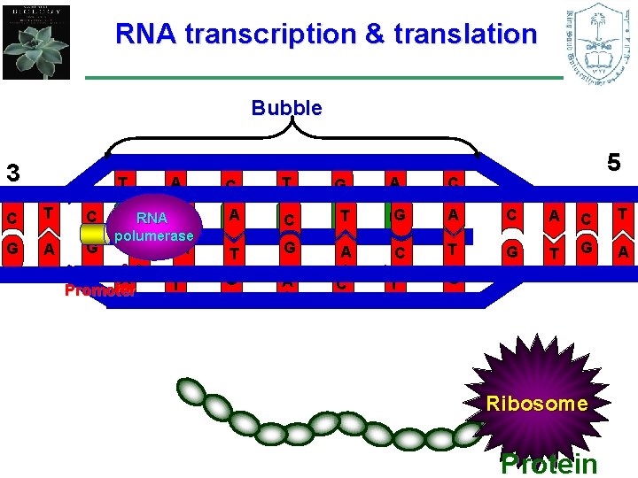 RNA transcription & translation Bubble 3 C G T T A C G 5