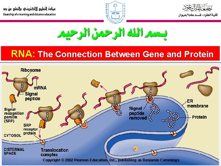 RNA: The Connection Between Gene and Protein Copyright © 2002 Pearson Education, Inc. ,