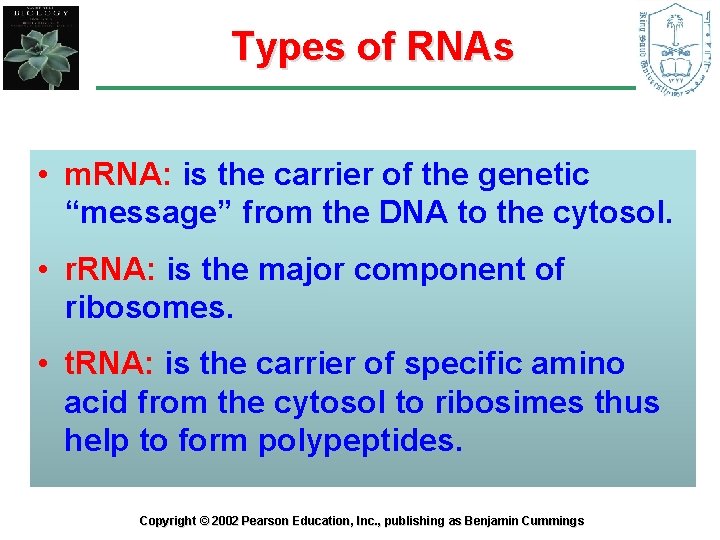 Types of RNAs • m. RNA: is the carrier of the genetic “message” from