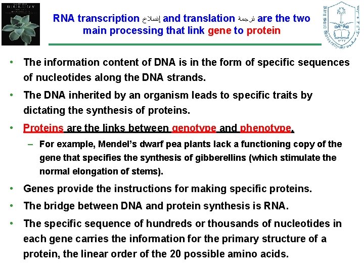 RNA transcription ﺇﻧﺴﻼﺥ and translation ﺗﺮﺟﻤﺔ are the two main processing that link gene