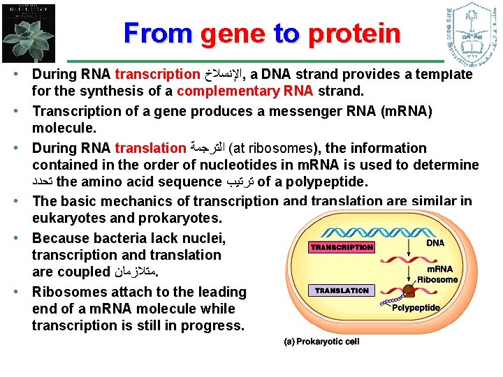 From gene to protein • During RNA transcription ﺍﻹﻧﺴﻼﺥ , a DNA strand provides