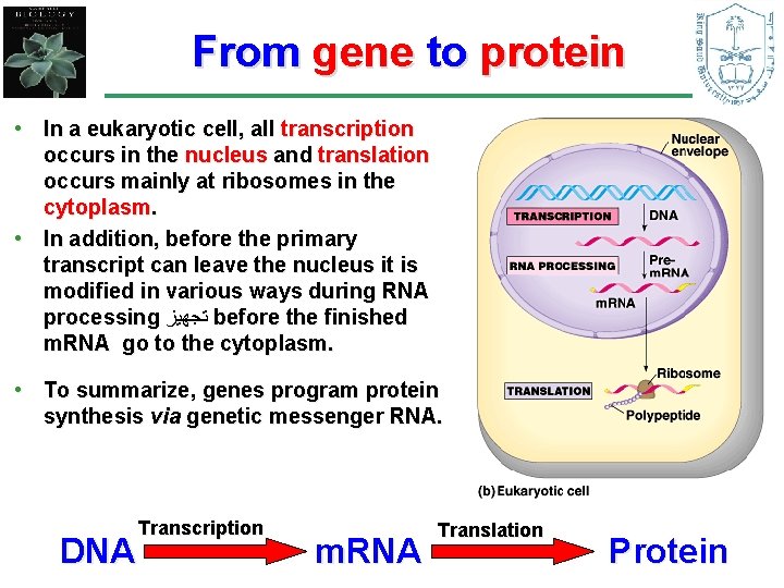From gene to protein • In a eukaryotic cell, all transcription occurs in the
