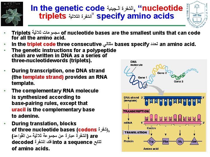 In the genetic code ﺍﻟﺸﻔﺮﺓ ﺍﻟـﭽﻴﻨﻴﺔ , “nucleotide triplets ”ﺍﻟﺸﻔﺮﺓ ﺍﻟﺜﻼﺛﻴﺔ specify amino acids