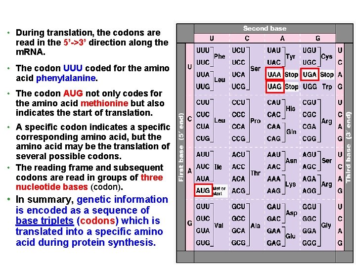  • During translation, the codons are read in the 5’->3’ direction along the