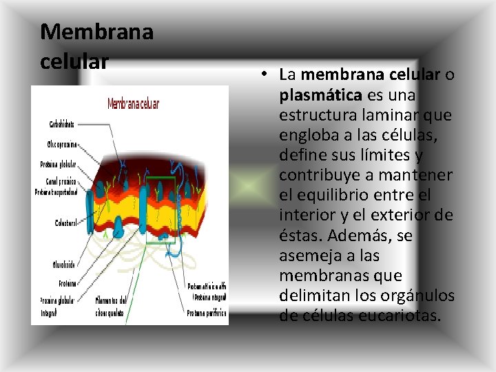 Membrana celular • La membrana celular o plasmática es una estructura laminar que engloba