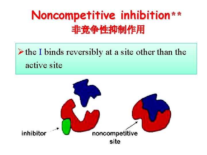 Noncompetitive inhibition** 非竞争性抑制作用 Ø the I binds reversibly at a site other than the