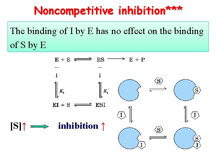 Noncompetitive inhibition*** The binding of I by E has no effect on the binding