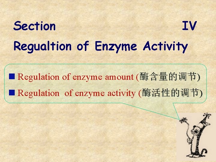 Section IV Regualtion of Enzyme Activity n Regulation of enzyme amount (酶含量的调节) n Regulation