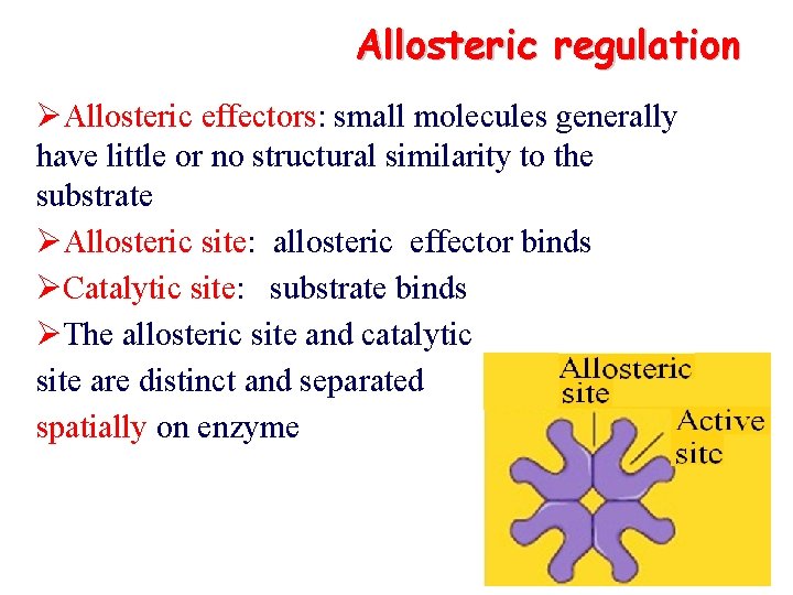 Allosteric regulation ØAllosteric effectors: small molecules generally have little or no structural similarity to
