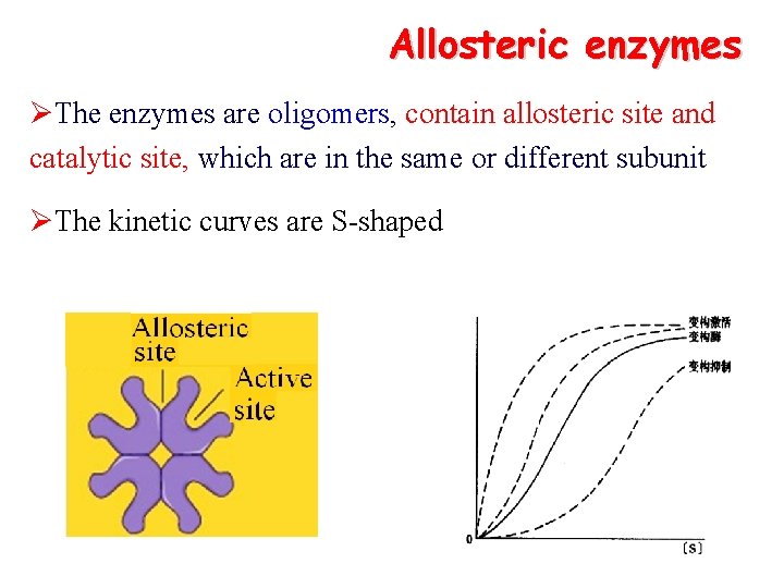Allosteric enzymes ØThe enzymes are oligomers, contain allosteric site and catalytic site, which are