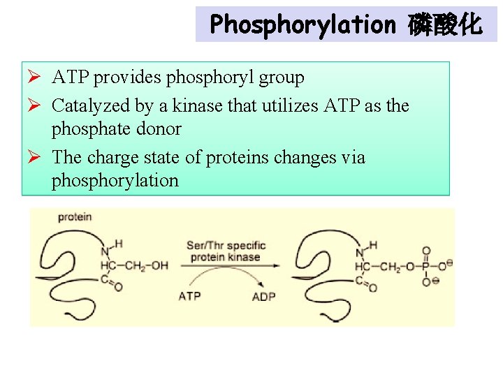 Phosphorylation 磷酸化 Ø ATP provides phosphoryl group Ø Catalyzed by a kinase that utilizes