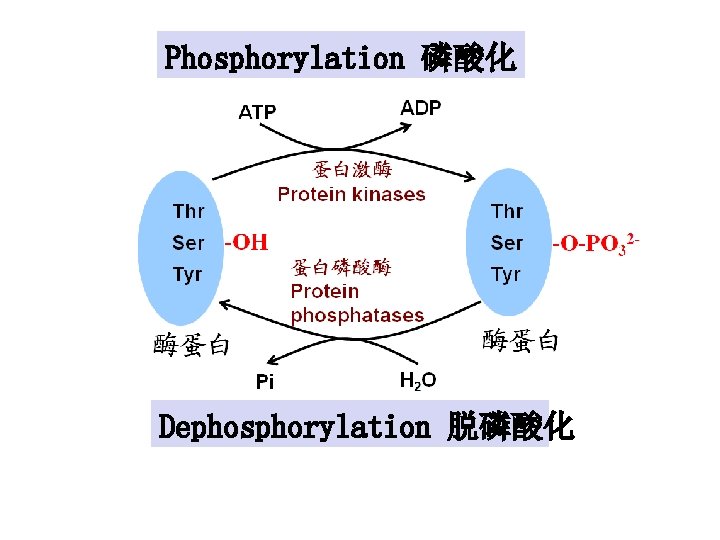 Phosphorylation 磷酸化 Dephosphorylation 脱磷酸化 