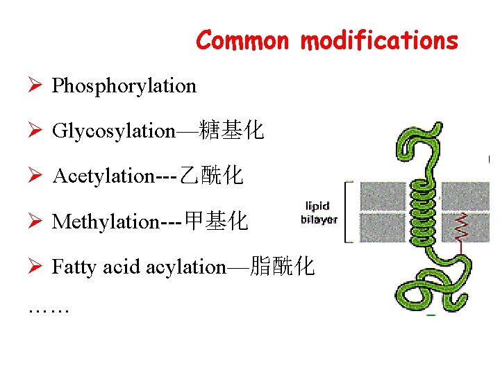 Common modifications Ø Phosphorylation Ø Glycosylation—糖基化 Ø Acetylation---乙酰化 Ø Methylation---甲基化 Ø Fatty acid acylation—脂酰化