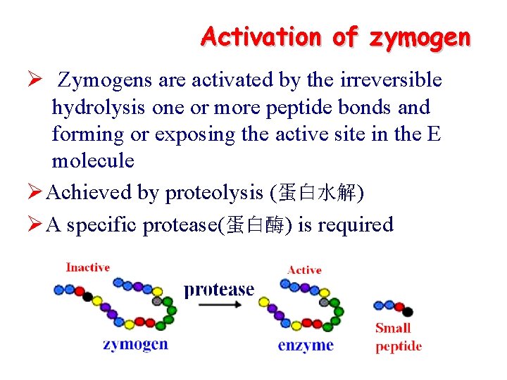 Activation of zymogen Ø Zymogens are activated by the irreversible hydrolysis one or more