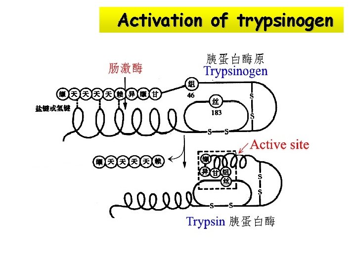 Activation of trypsinogen 