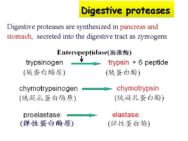 Digestive proteases are synthesized in pancreas and stomach, secreted into the digestive tract as
