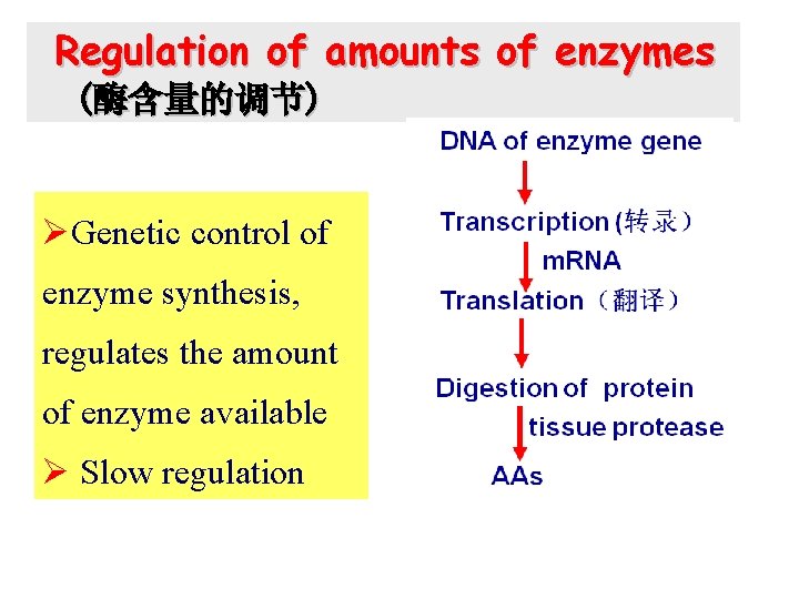 Regulation of amounts of enzymes (酶含量的调节) ØGenetic control of enzyme synthesis, regulates the amount