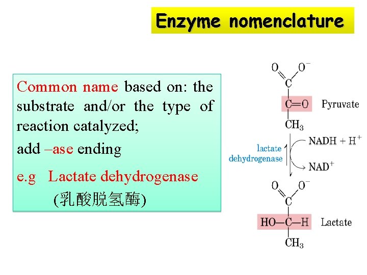 Enzyme nomenclature Common name based on: the substrate and/or the type of reaction catalyzed;