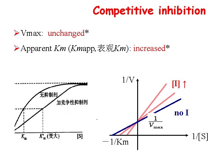 Competitive inhibition ØVmax: unchanged* ØApparent Km (Kmapp, 表观Km): increased* 1/V [I] ↑ no I