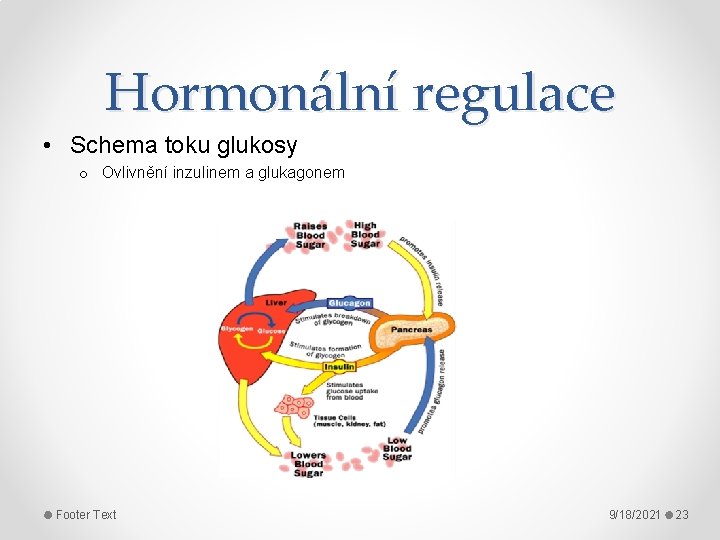 Hormonální regulace • Schema toku glukosy o Ovlivnění inzulinem a glukagonem Footer Text 9/18/2021