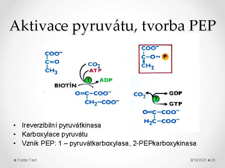 Aktivace pyruvátu, tvorba PEP • Ireverzibilní pyruvátkinasa • Karboxylace pyruvátu • Vznik PEP: 1